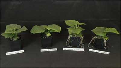 Short waterlogging events differently affect morphology and photosynthesis of two cucumber (Cucumis sativus L.) cultivars